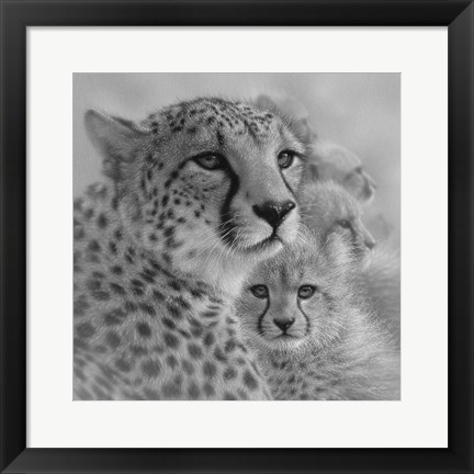 Framed Cheetah Mother and Cubs - Mother&#39;s Love - Square - B&amp;W Print