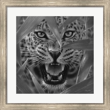 Framed Jaguar - Ambush - B&amp;W Print