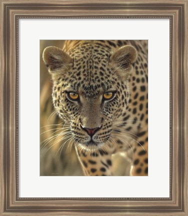 Framed Leopard - On the Prowl Print