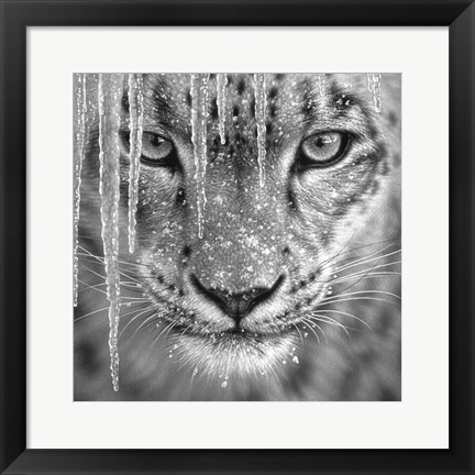 Framed Snow Leopard - Blue Ice - B&amp;W Print