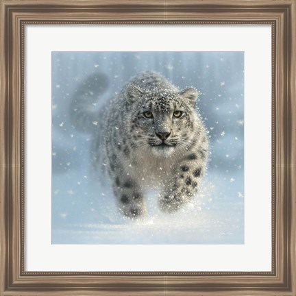 Framed Snow Leopard - Snow Ghost Print