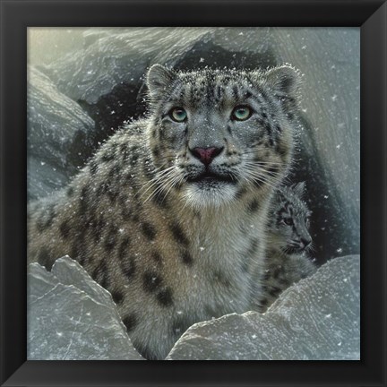 Framed Snow Leopard - The Fortress Print