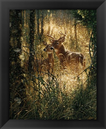 Framed Whitetail Deer - A Golden Moment Print