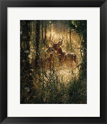 Framed Whitetail Deer - A Golden Moment Print