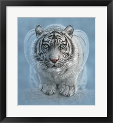 Framed White Tiger - Wild Intentions Print