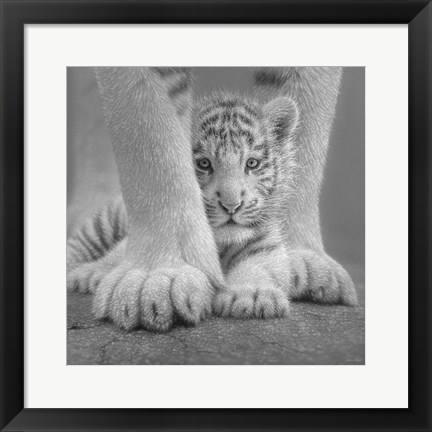 Framed White Tiger Cub - Sheltered - B&amp;W Print