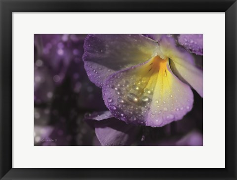 Framed Purple Pansy Print