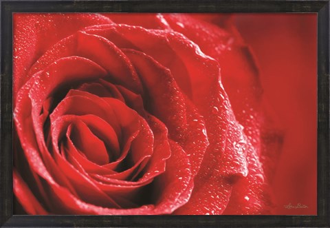 Framed Red Rose After Rain Print