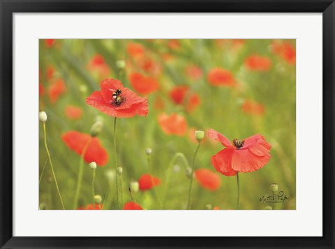 Framed Filed of Poppies Print