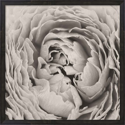 Framed BW Peony Print