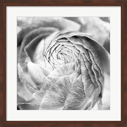 Framed Ranunculus Abstract II BW Light Print