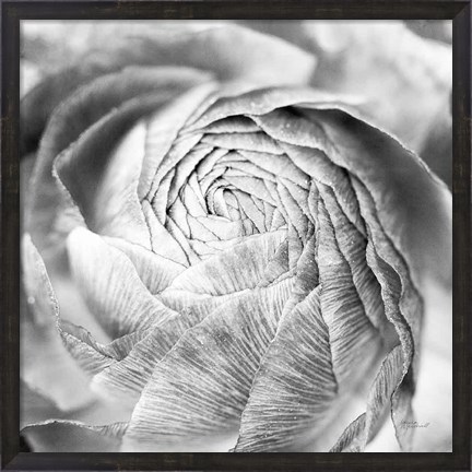 Framed Ranunculus Abstract II BW Light Print