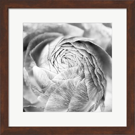 Framed Ranunculus Abstract II BW Light Print