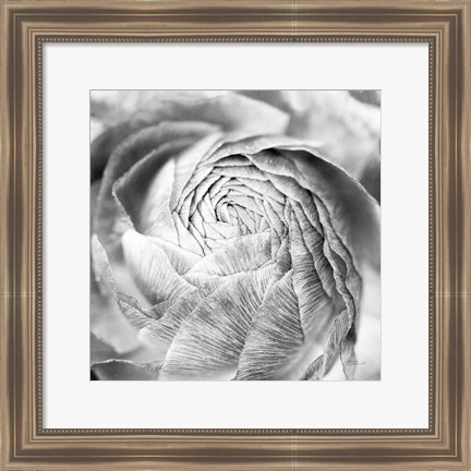 Framed Ranunculus Abstract II BW Light Print