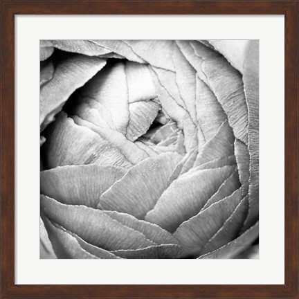 Framed Ranunculus Abstract III BW Light Print