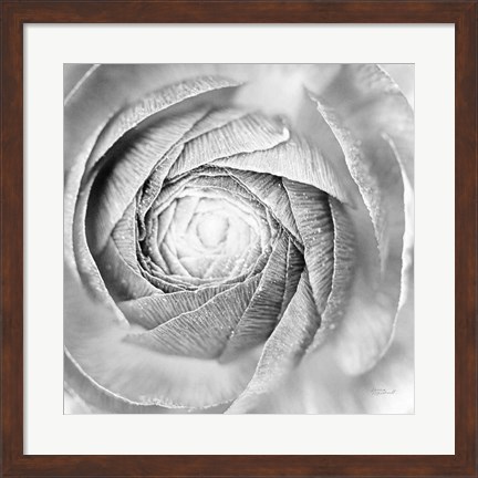 Framed Ranunculus Abstract I BW Light Print