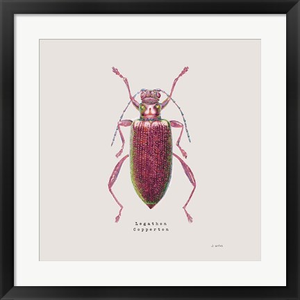 Framed Adorning Coleoptera VI Sq Claret Print