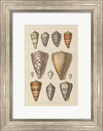 Framed Shell Assorment II Print