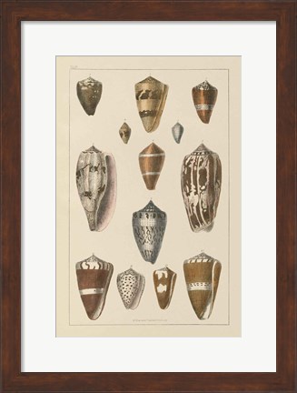 Framed Shell Assorment I Print