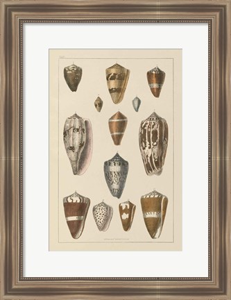 Framed Shell Assorment I Print