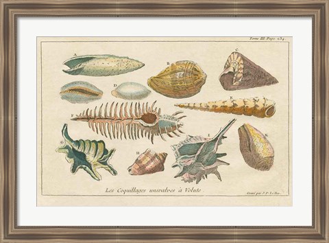 Framed Shell Etchings II Print