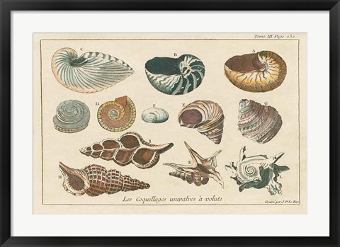 Framed Shell Etchings I Print