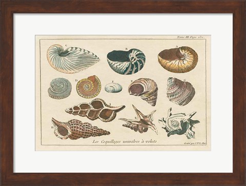 Framed Shell Etchings I Print