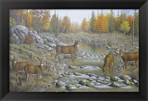 Framed Autumn Whitetails Print