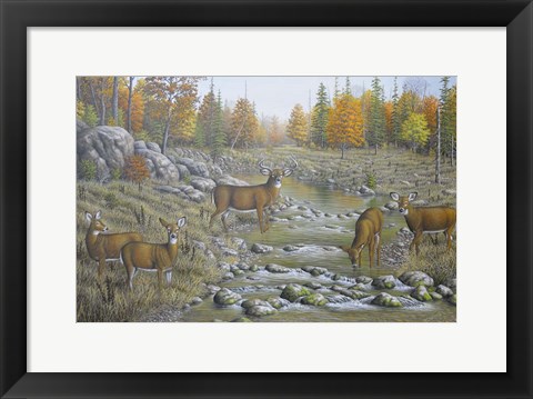 Framed Autumn Whitetails Print