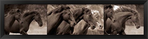 Framed Horses Running Print