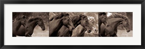 Framed Horses Running Print