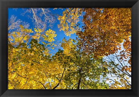 Framed Autumn Colors Print