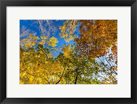 Framed Autumn Colors Print