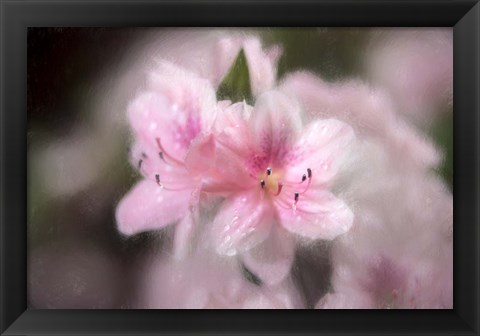 Framed Pink Azaleas Print