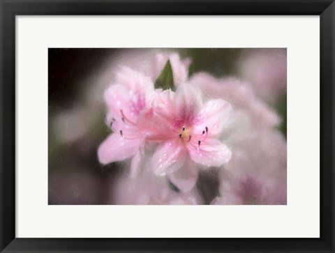 Framed Pink Azaleas Print