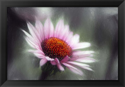 Framed Purple Coneflower Print