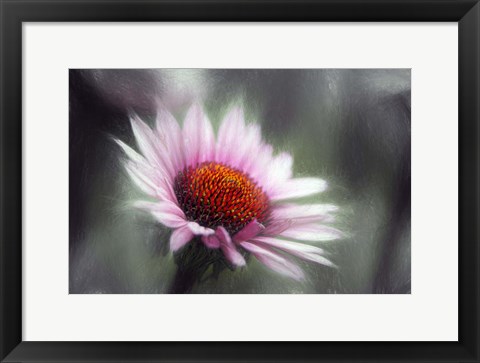 Framed Purple Coneflower Print