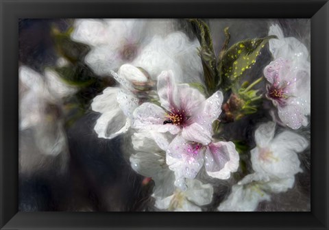 Framed Japanese Cherry Blossoms Print