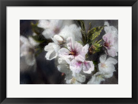 Framed Japanese Cherry Blossoms Print