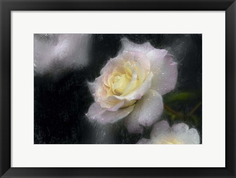 Framed Pink &amp; White Rose Print