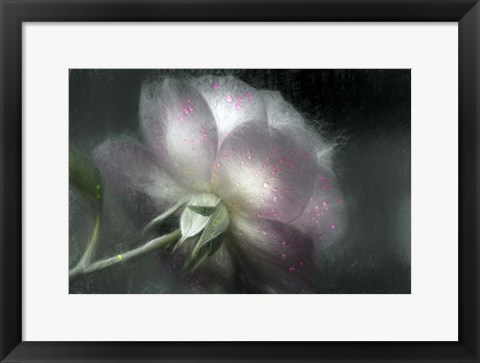 Framed Shrub Rose Print