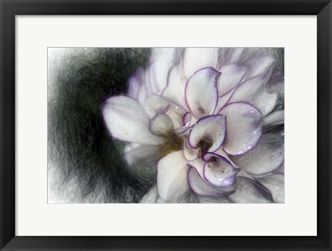 Framed White Dahlia Print