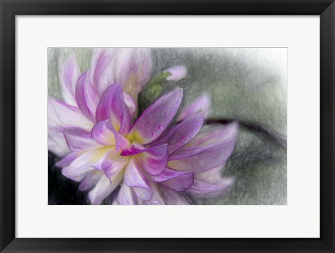 Framed Pink Dahlia 1 Print