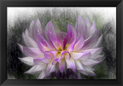 Framed Pink Dahlia 2 Print