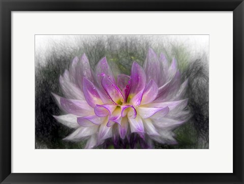 Framed Pink Dahlia 2 Print