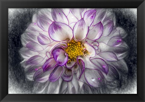 Framed Pink Dahlia 3 Print