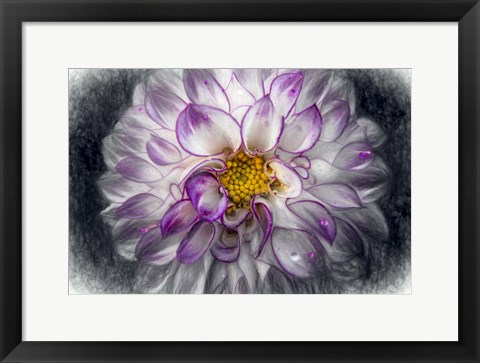 Framed Pink Dahlia 3 Print