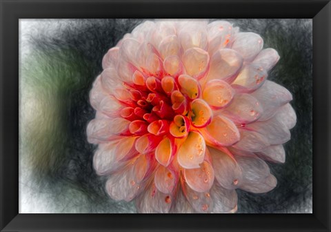 Framed Pink Dahlia 4 Print