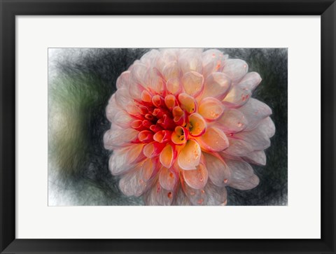 Framed Pink Dahlia 4 Print