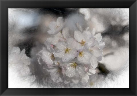 Framed White Cherry Blossom Print